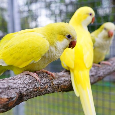 Yellow Monk | Lutino Quaker Parrot