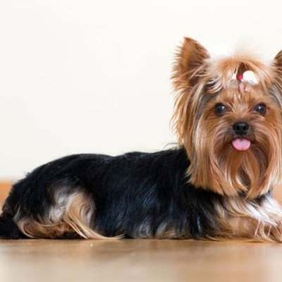 Yorkshire Terrier Puppy